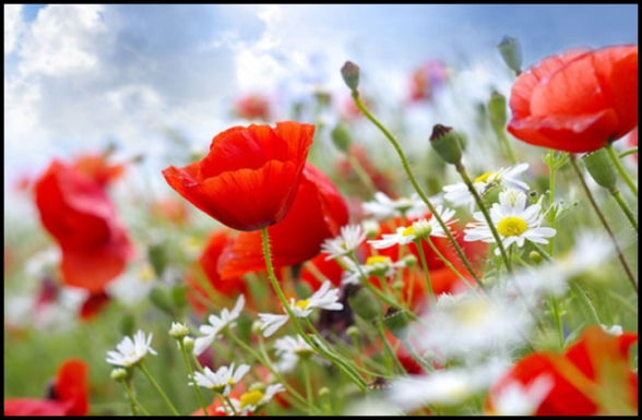 Սպասվում է առանց տեղումների եղանակ, օդի ջերմաստիճանն աստիճանաբար կբարձրանա